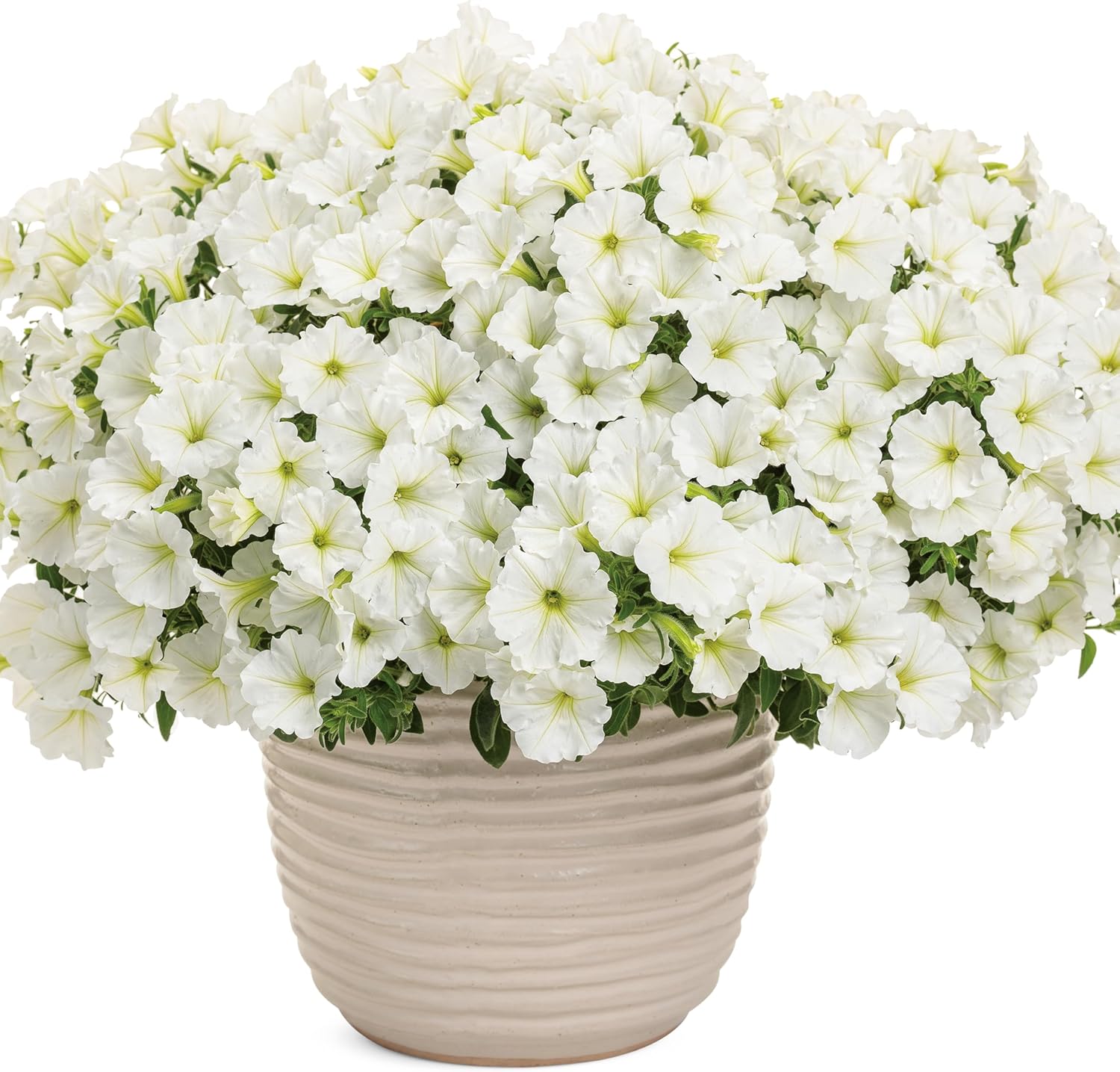 Proven Winners Supertunia Vista Snowdrift Petunia Live Plant, Eco+ Grande, 4 Pack