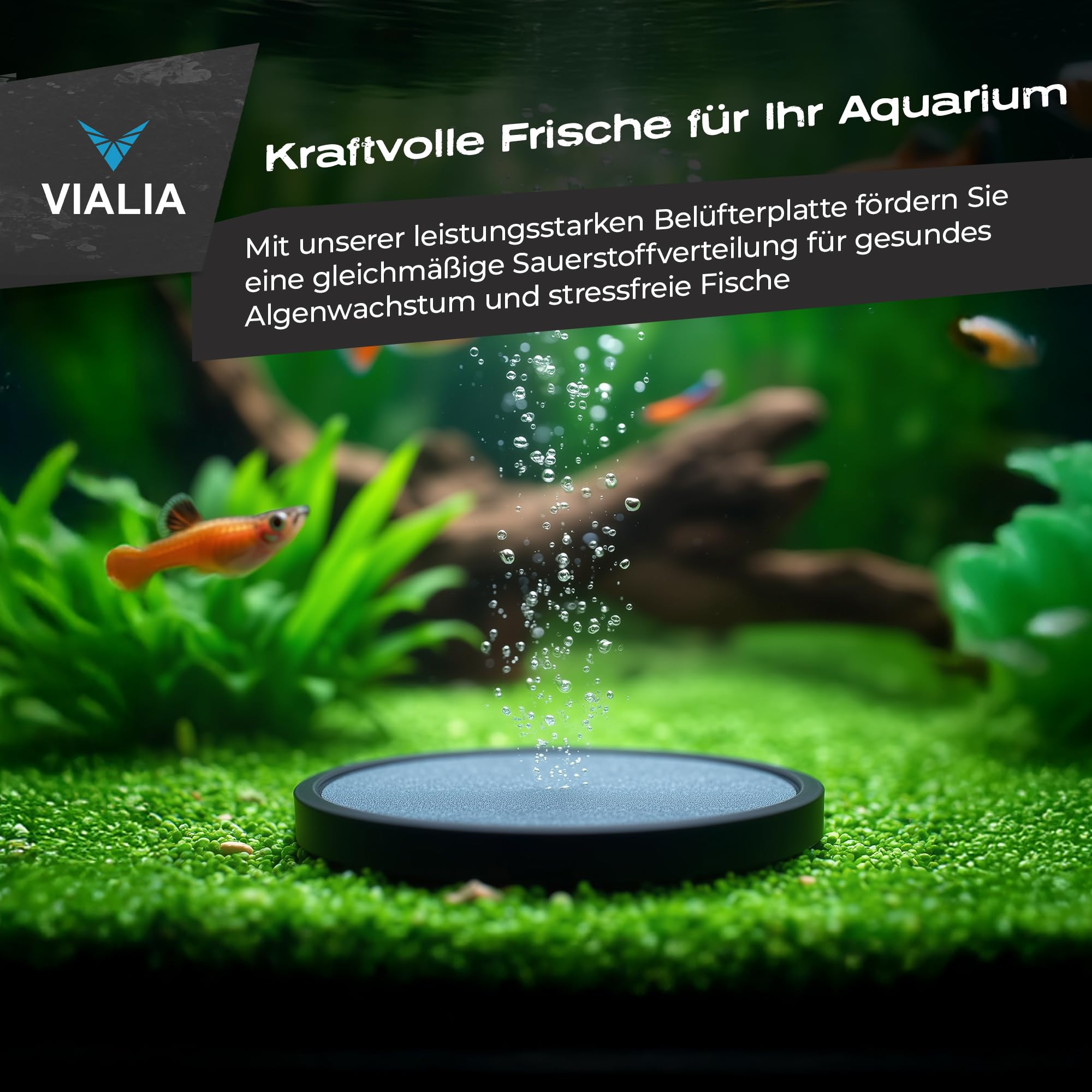 Sprudelstein Ø 20 cm Luftausströmer für Aquarium & Teich | Feinporige Mikroblasen zur Sauerstoffanreicherung | Hochtemperaturgesintert & Robust | 2-Stufen Anschluss | Für 12-14W Luftpumpen