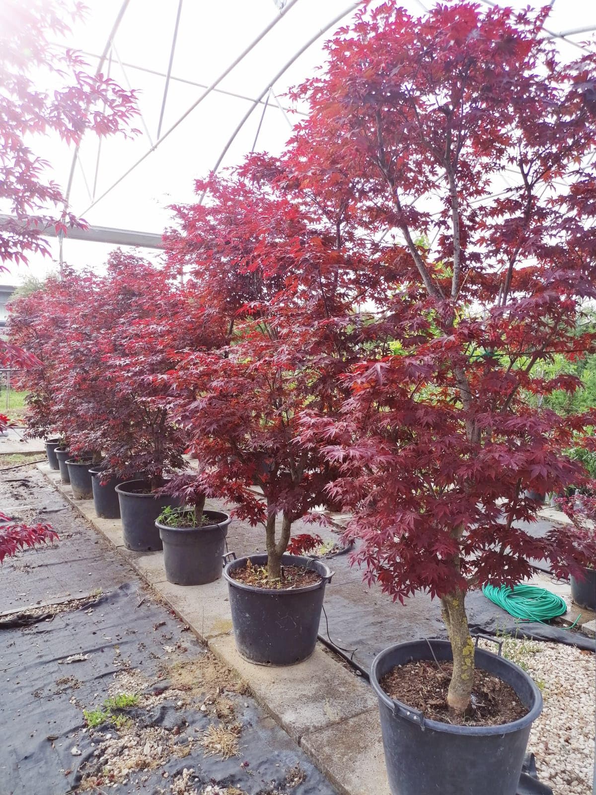Acero rosso giapponese Acer palmatum Fireglow FG1 pianta in mastello ø40 cm h. 120/140 cm