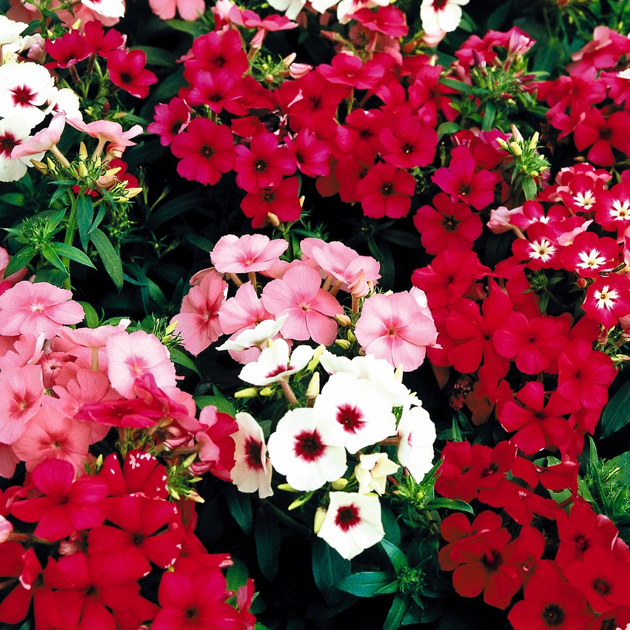 Biocarve Seeds Biocarve Phlox Drummondii Mix - Pack Of 200 Seeds (B01ASWMEVM) Amazon Price History, Amazon Price Tracker