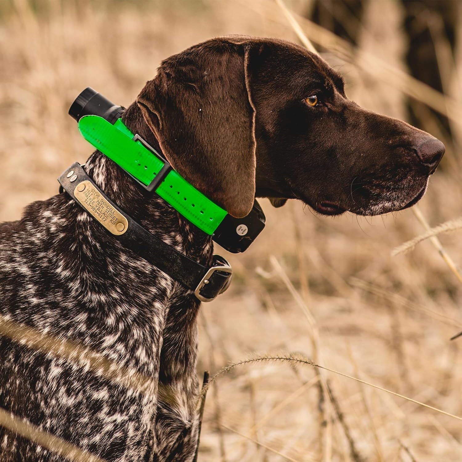 DT Systems H2O1850 Plus Add-On/Replacement Collar Receiver, Waterproof Rechargeable Upland Hunting Dog Training Additional Upland Beeper E-Collar, 1800-Yard Range, 16 Stimulation Levels