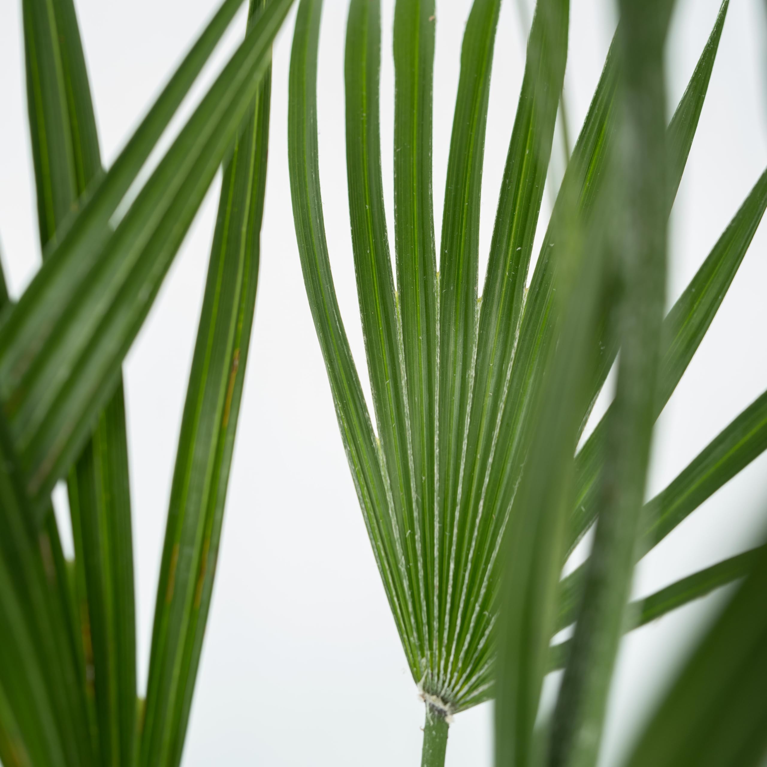Plant in a Box - Chamaerops Humilis - Palma a ventaglio europea - Resistente - Vaso 15cm - Altezza 50-60cm