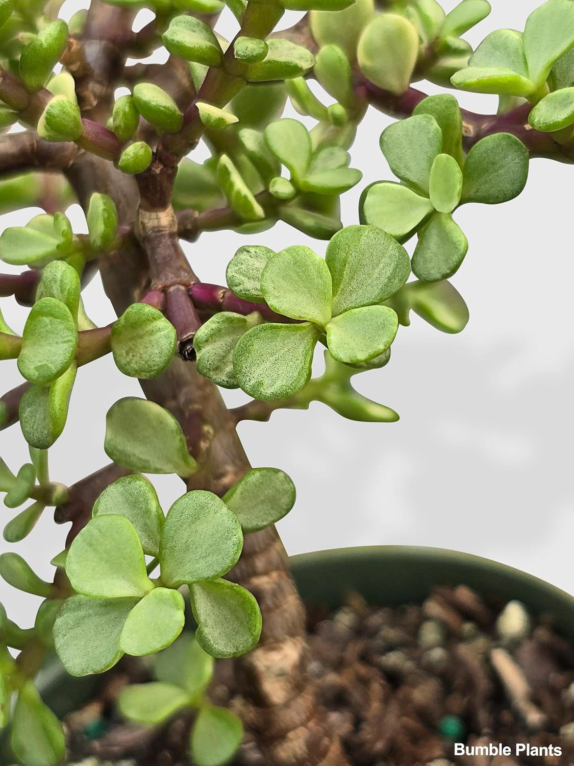 Rainbow Elephant Bush Variegata 'Portulacaria Afra'-4" Pot - Live Plant Easy Care, Low Maintenance for Home Decor - Air Purification Houseplant