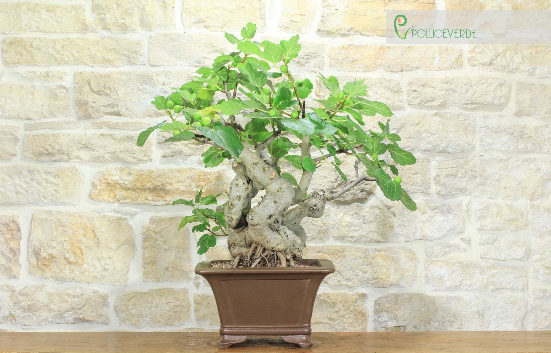Bonsai di Fico (82)