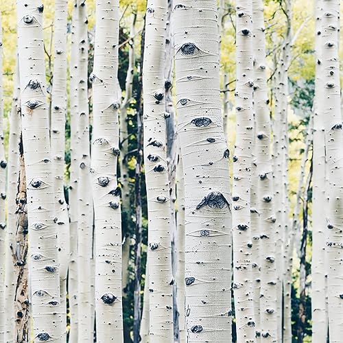 Miniatura 1 de YEGAOL Garden - 50 semillas de abedul de papel blanco Betula Papyrifera, canoa de abedul de bajo mantenimiento, resistentes a los ciervos, camas