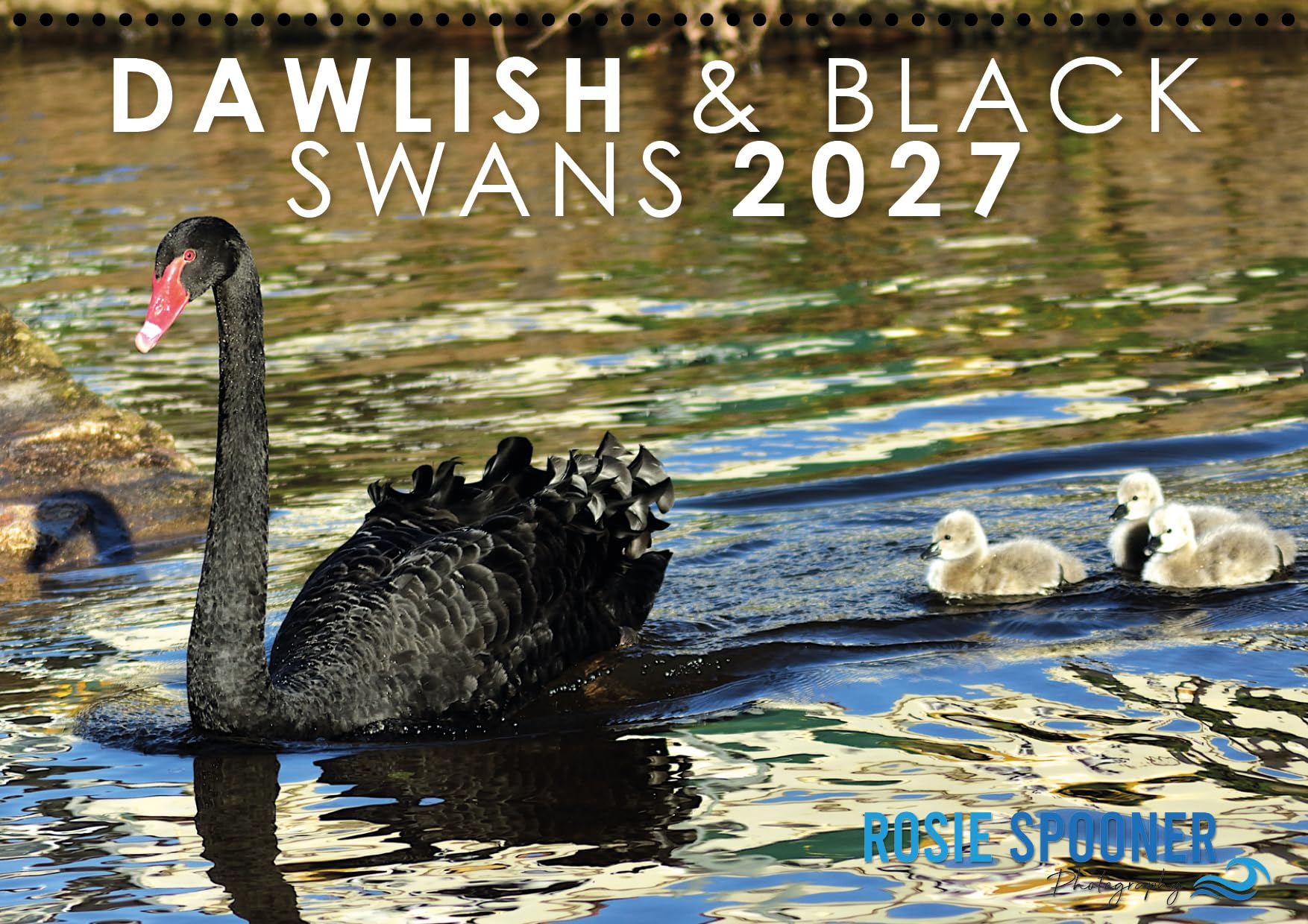 Dawlish View and Black Swans Calendar 2027