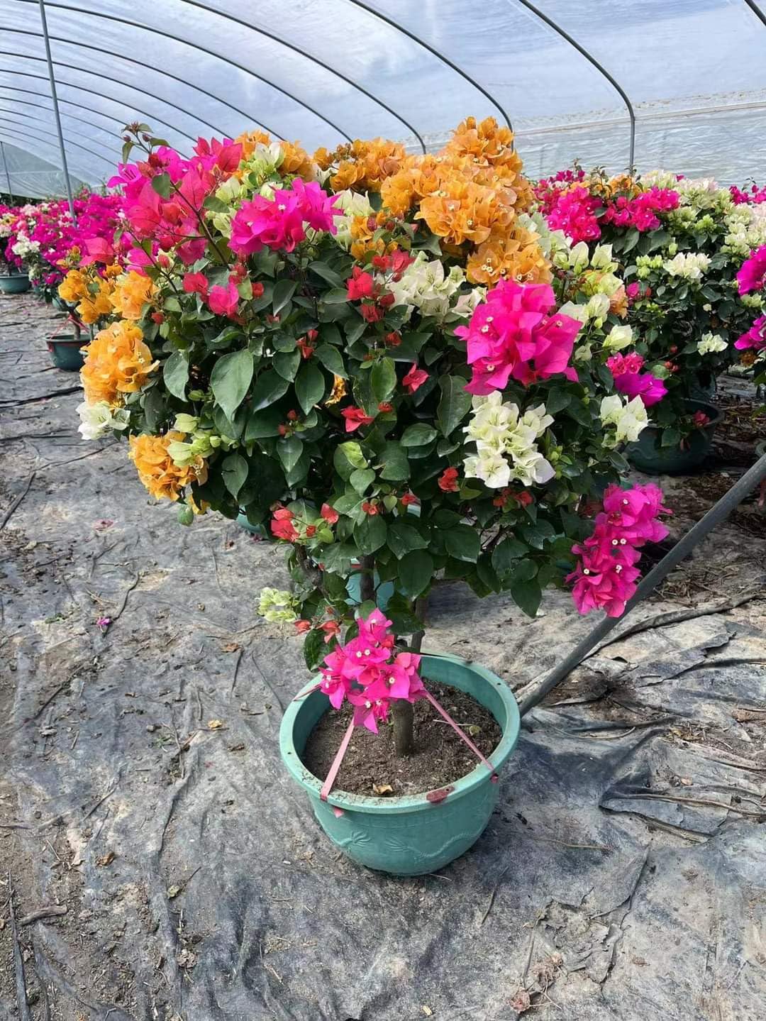 Multi Grafted Bougainvillea Live Plant For Winter, Pack Of 1 (B0D56KWT3W) Amazon Price History, Amazon Price Tracker