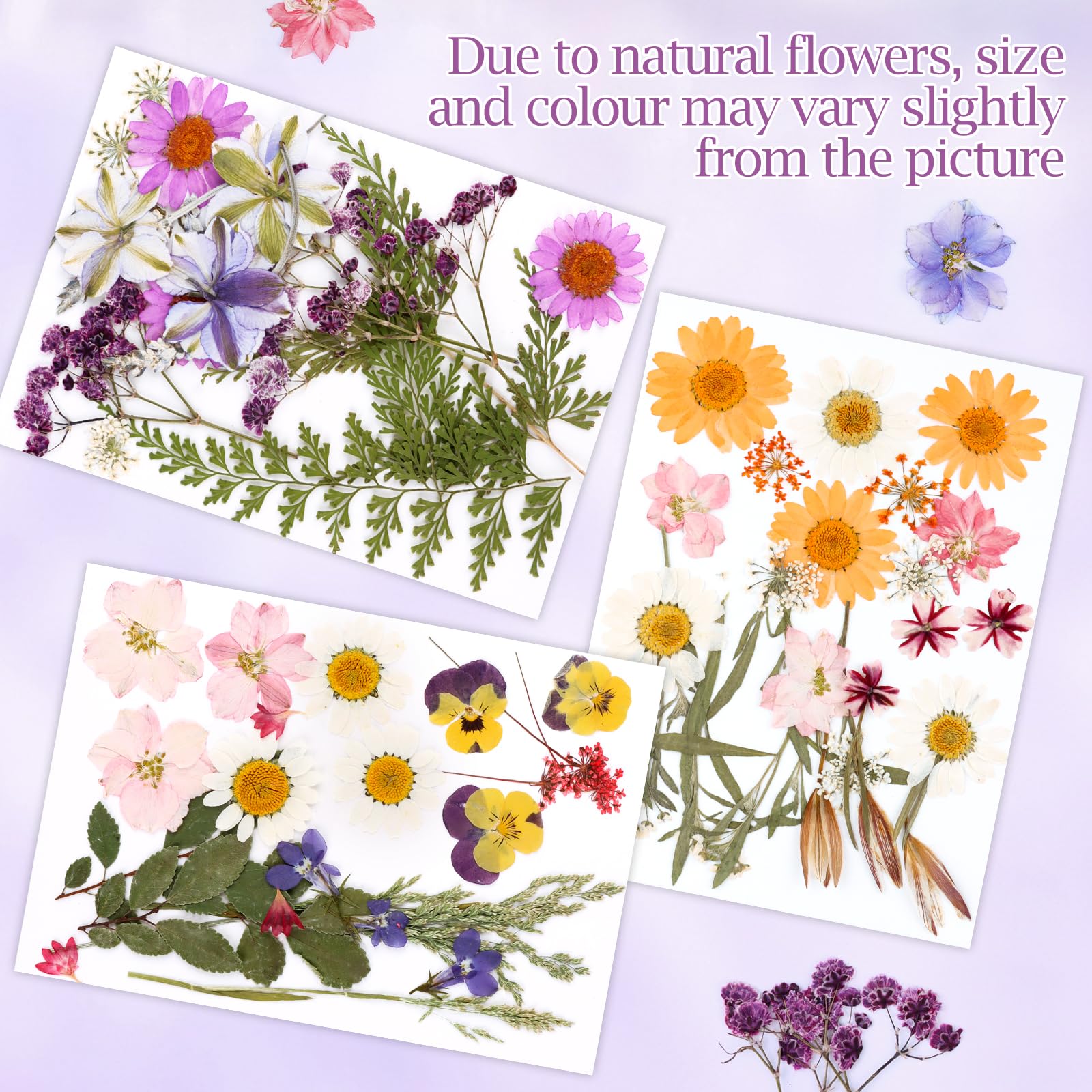 MXTIMWAN Fiori Secchi Decorativi 66 Pz, Fiori Pressati Naturali per Candele, Resina, Scrapbooking