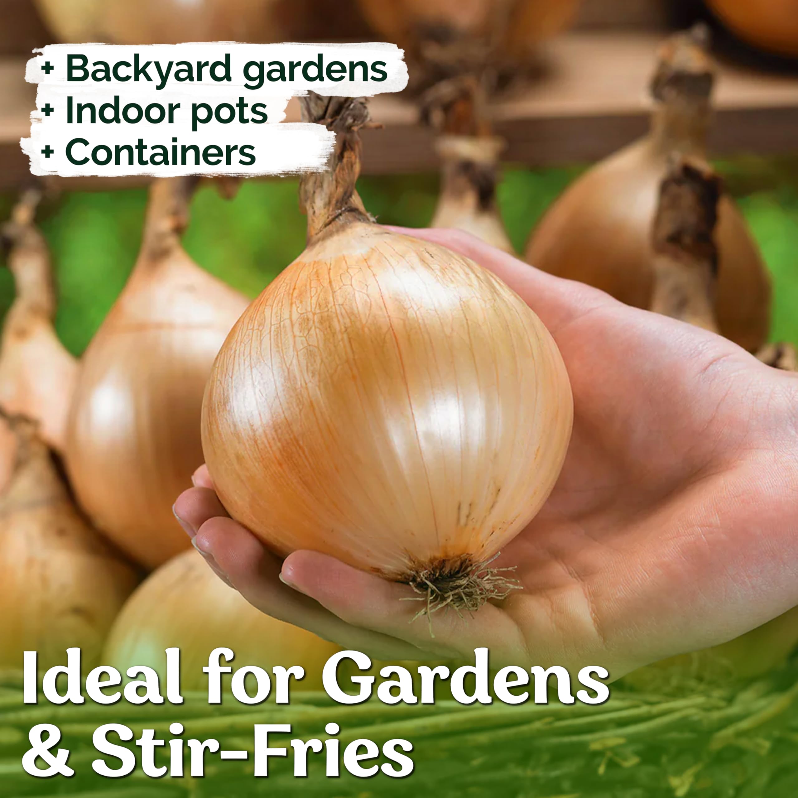 SCARBOROUGH SEEDS WALLA WALLA SWEET ONION 125 Seeds Heirloom Non-GMO