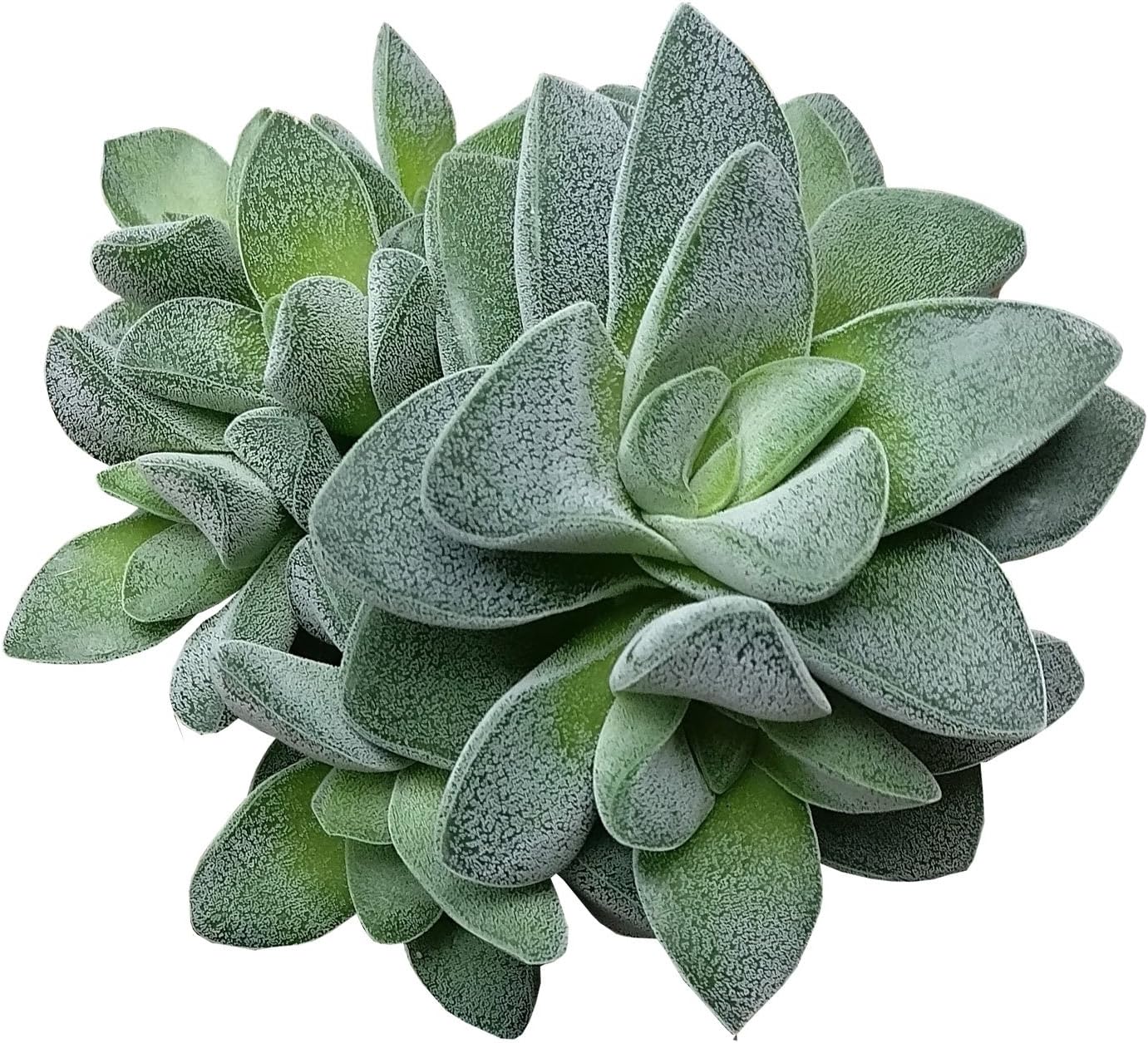 Crassula Morganโs Beauty Succulent (4 inch)