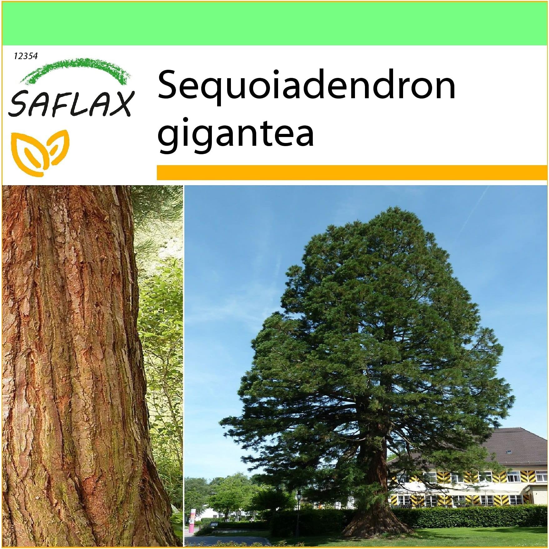 SAFLAX - California Giant Redwood - 50 Seeds - Sequoiadendron gigantea