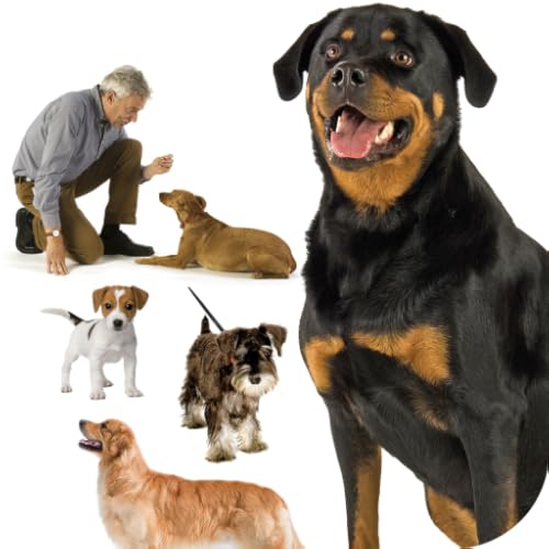 Training the Best Dog