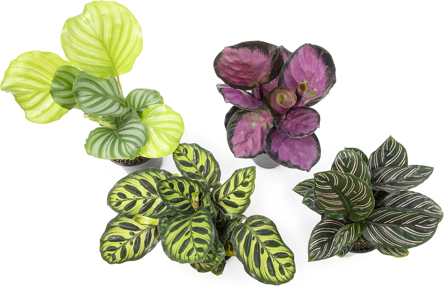 Calathea Prayer Plants Live House Plants Kit (4 PK), Calathea Plant Live Indoor Plant & Essential Houseplant Collection (4PK) Live Plants Indoor Plants Live Houseplants in Plant Pots
