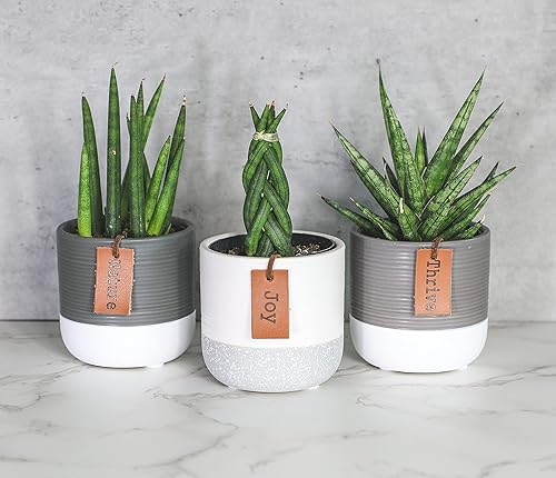 Vista 28 de Plants for Pets - Set de plantas suculentas vivas en macetas (paquete de 3), plantas suculentas de cactus vivas, plantas de interior, regalos