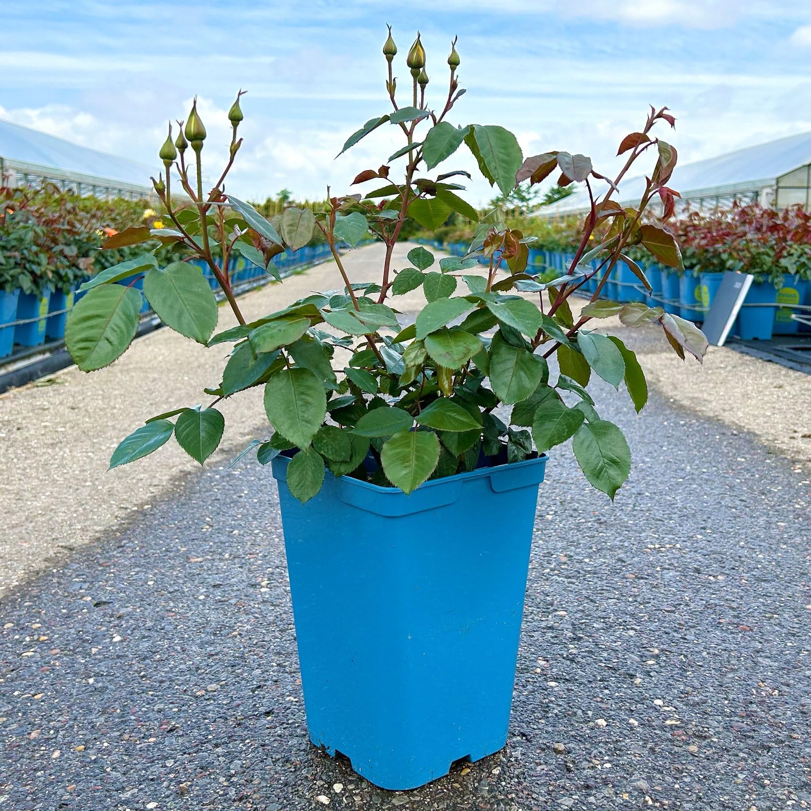 Beetrose „Westart®“ 4er-Set- leuchtend gelb blühende ADR-Topfrose im 6 L Topf - frisch aus der Gärtnerei - Pflanzen-Kölle Gartenrose