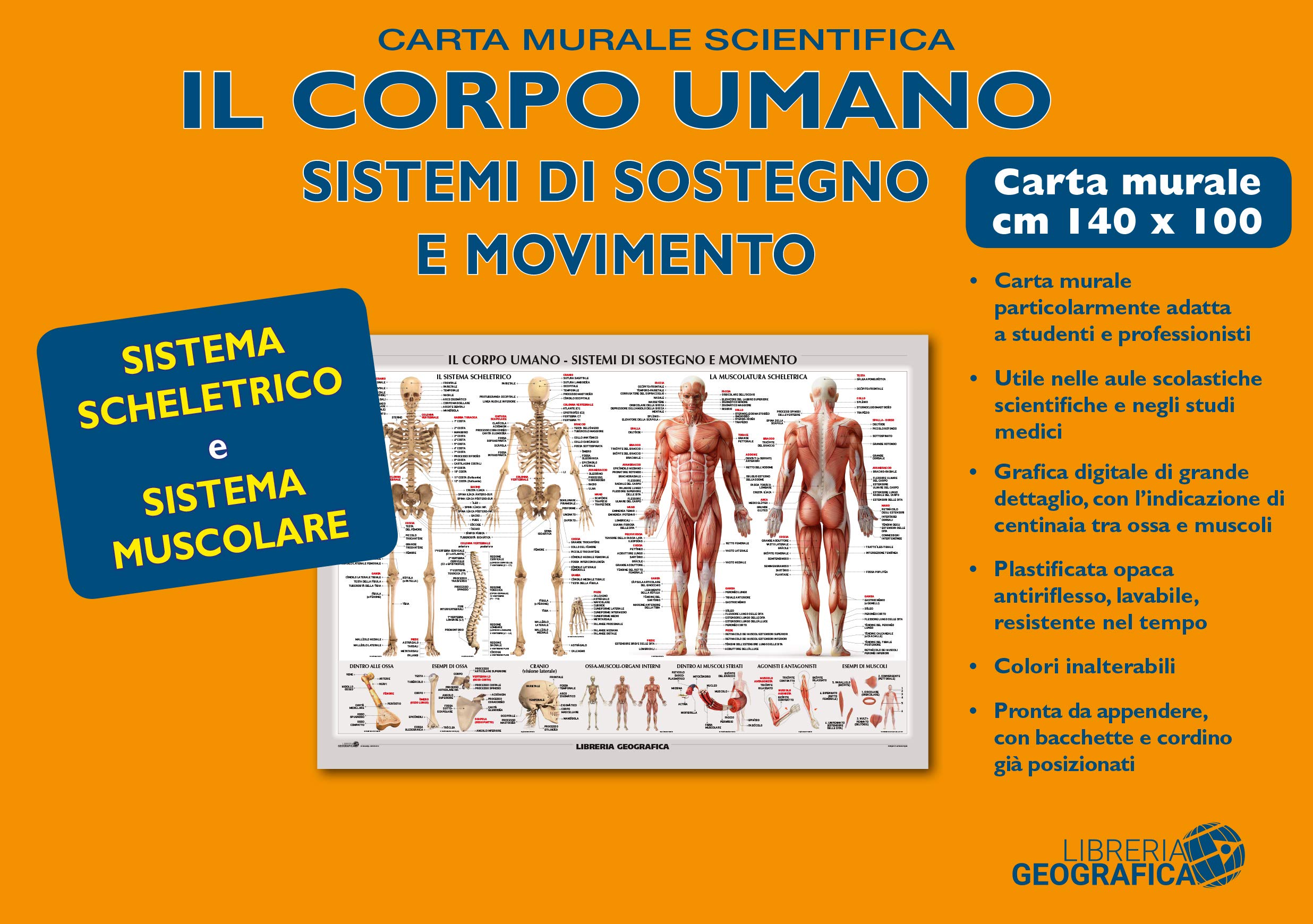 Human Body Muscles and Skeleton