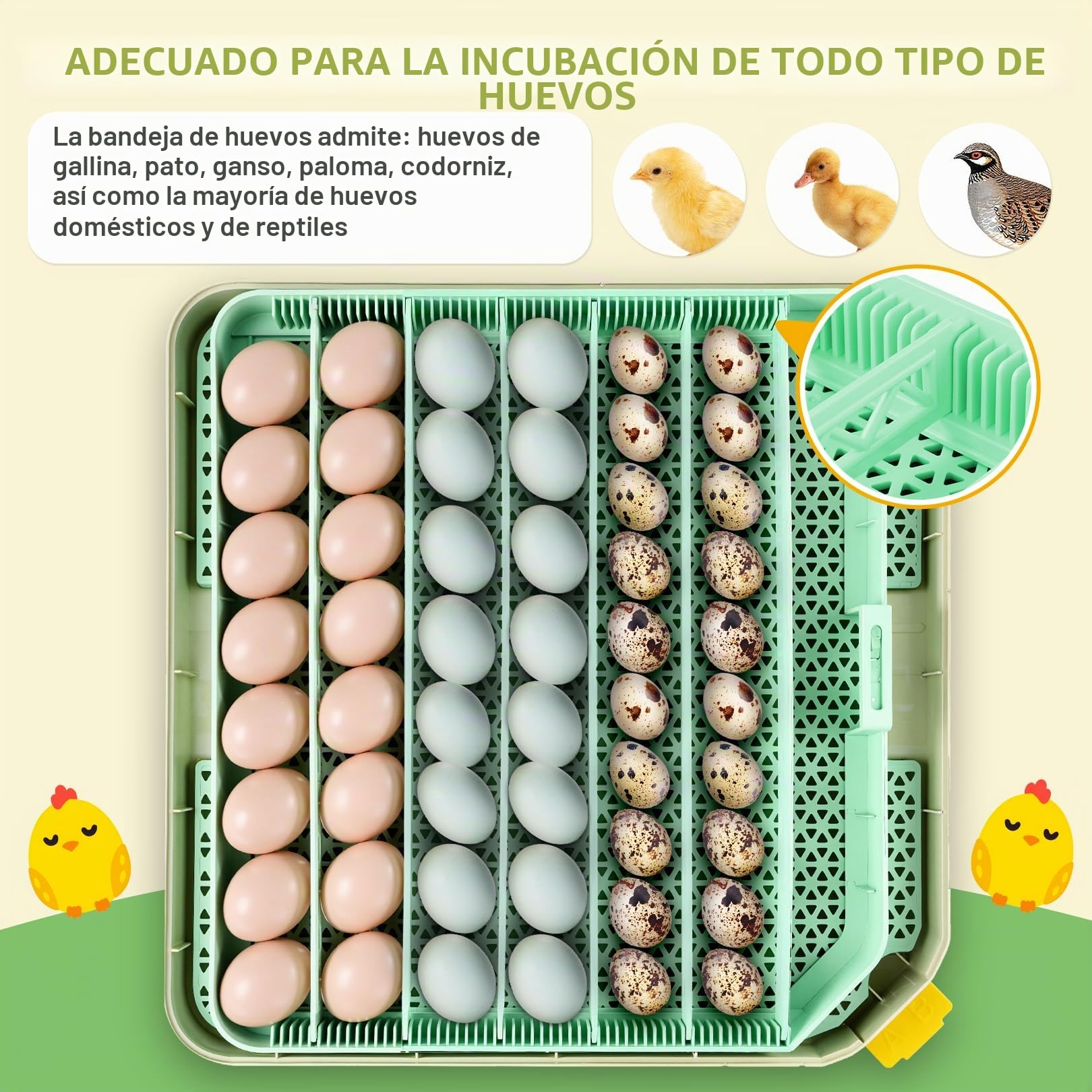 Sailnovo Incubadora de Huevos Automática 48 Huevos con Control Preciso Temperatura/Humedad, Volteador Automático de Huevos, Vista 360°, Ovoscopio Para Huevos, Para Gallina/Pato/Codorniz,Verde