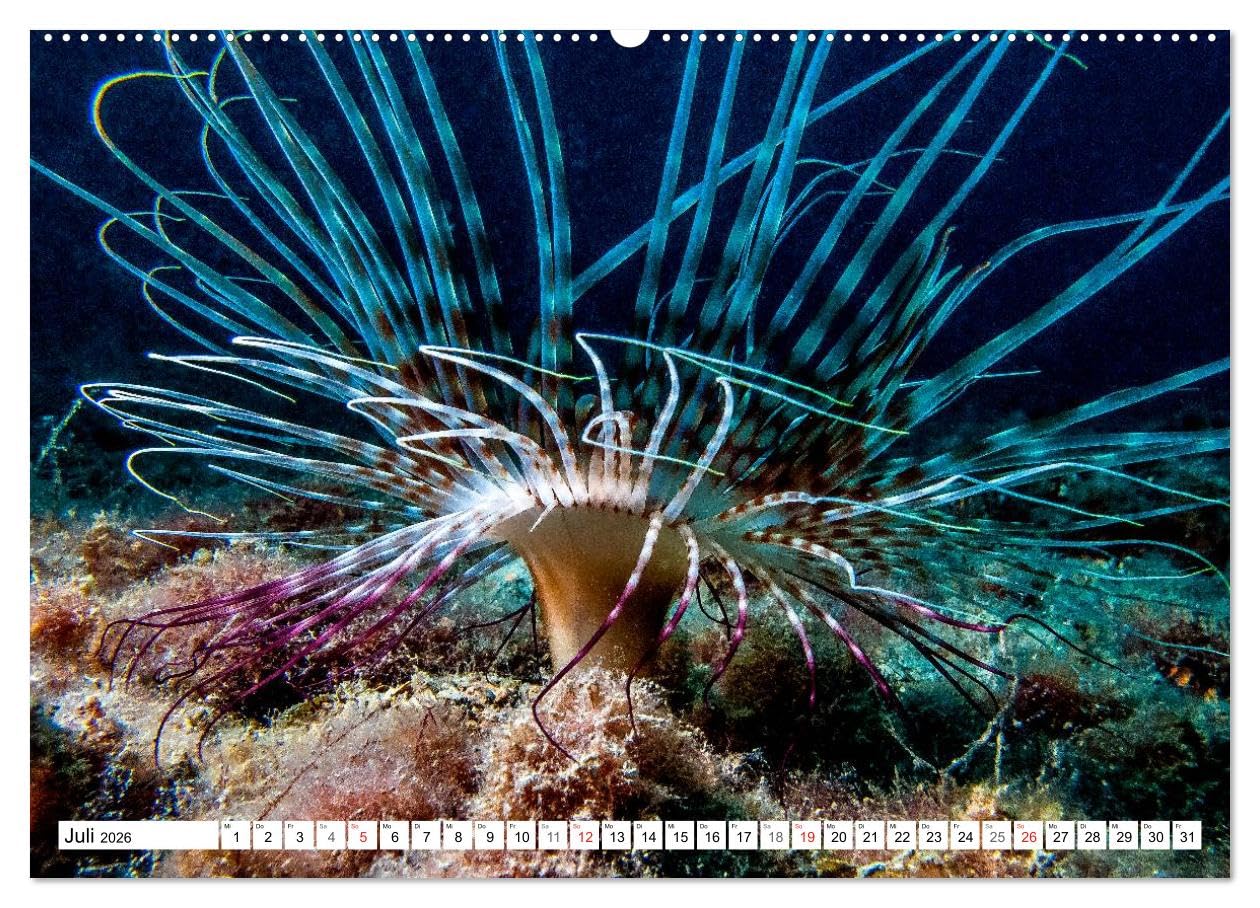 Tauchen im Mittelmeer (hochwertiger Premium Wandkalender 2026 DIN A2 quer), Kunstdruck in Hochglanz: Bei Tauchgängen im Mittelmeer werden Sie viele der im Kalender gezeigten Meeresbewohner treffen