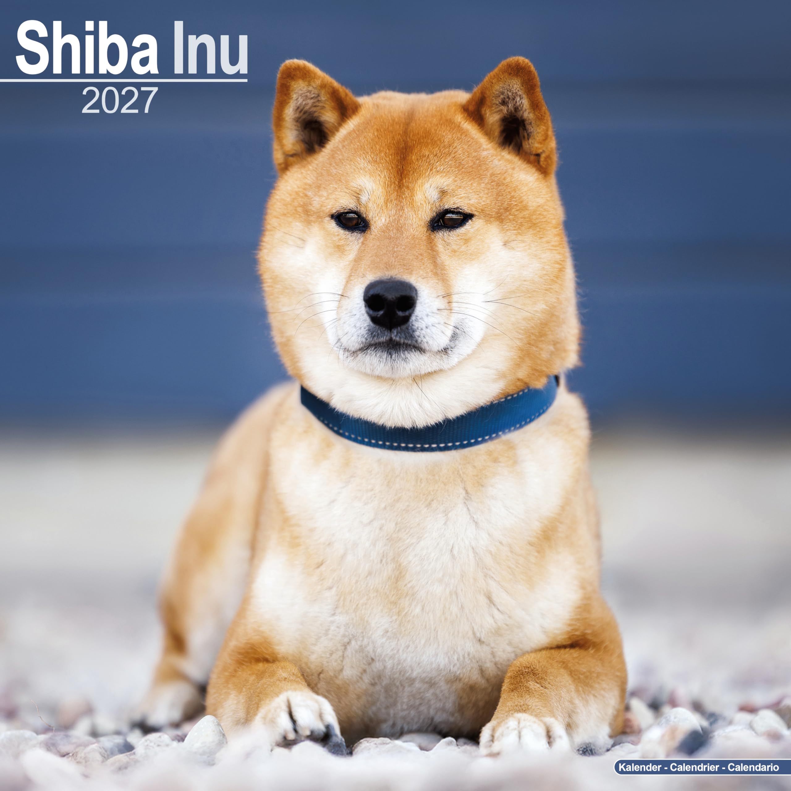 Shiba Inu Calendar 2027, Wall Calendars, Month To View, Dogs, Gift