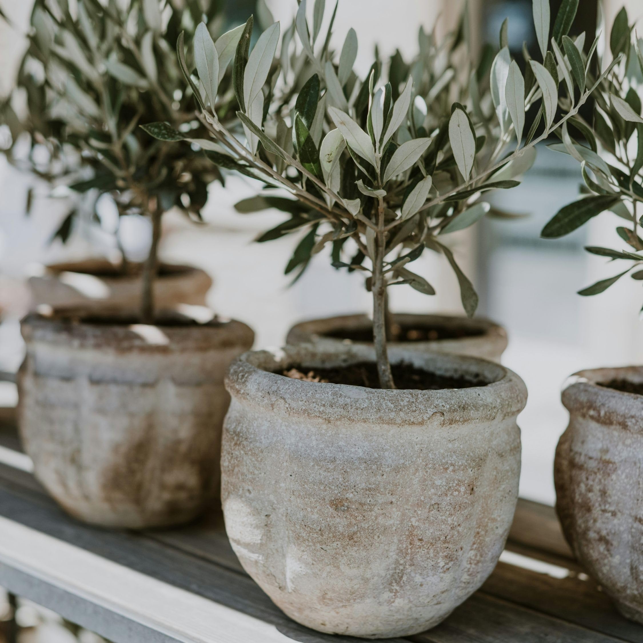 Olea Europaea Olivier exterieur Set de 2 Pot 14cm Hauteur 50-60cm