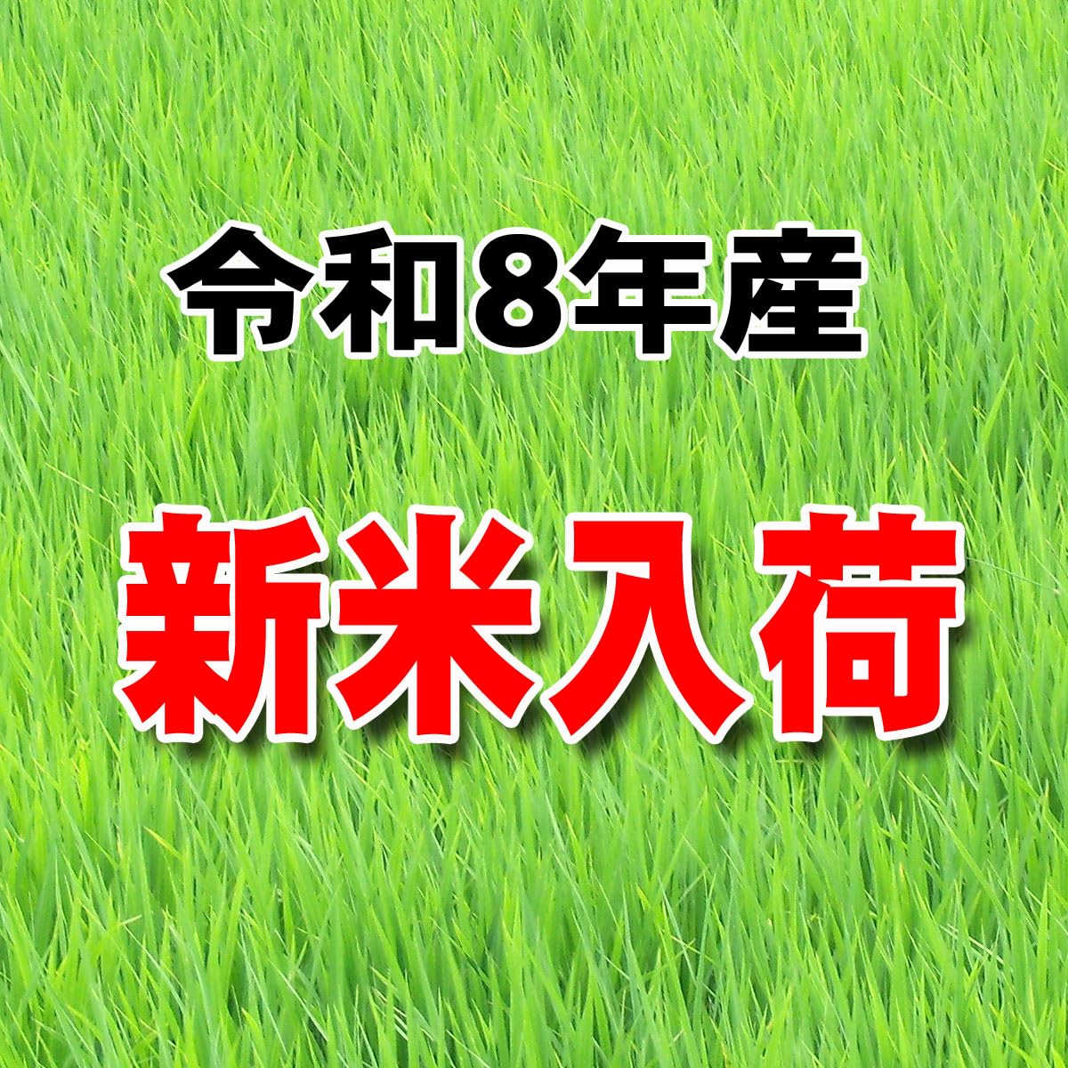 Amazon.co.jp: 新米100% コシヒカリ 宮崎産 令和8年産 玄米 5kg を白米