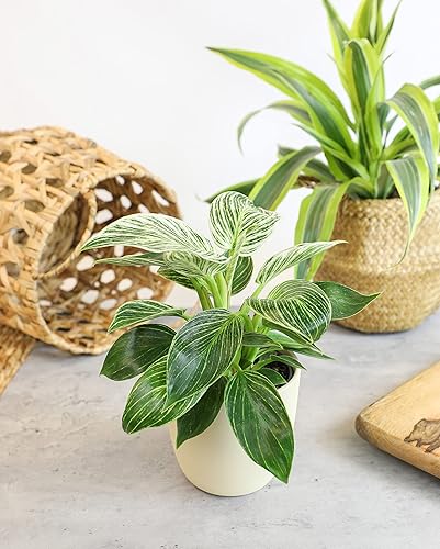 Miniatura 4 de Paquete variado de plantas de filodendro real (incluye 4 plantas vivas) en macetas de cultivo de 4.25 pulgadas, filodendros purificadores de aire