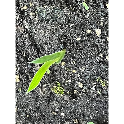 DANIEL YARDS Blue Java Banana Seeds - 100pcs - Sweet & Nutritious India ...