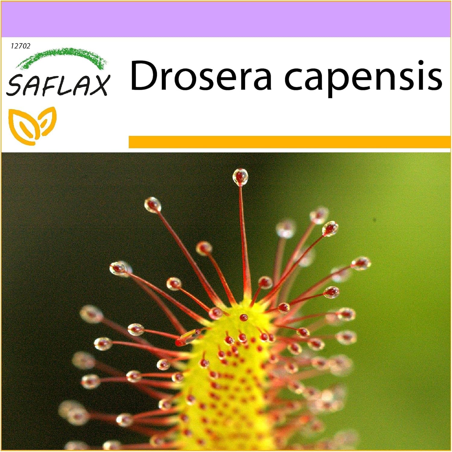 SAFLAX - Rocío de sol - 200 semillas - Drosera capensis