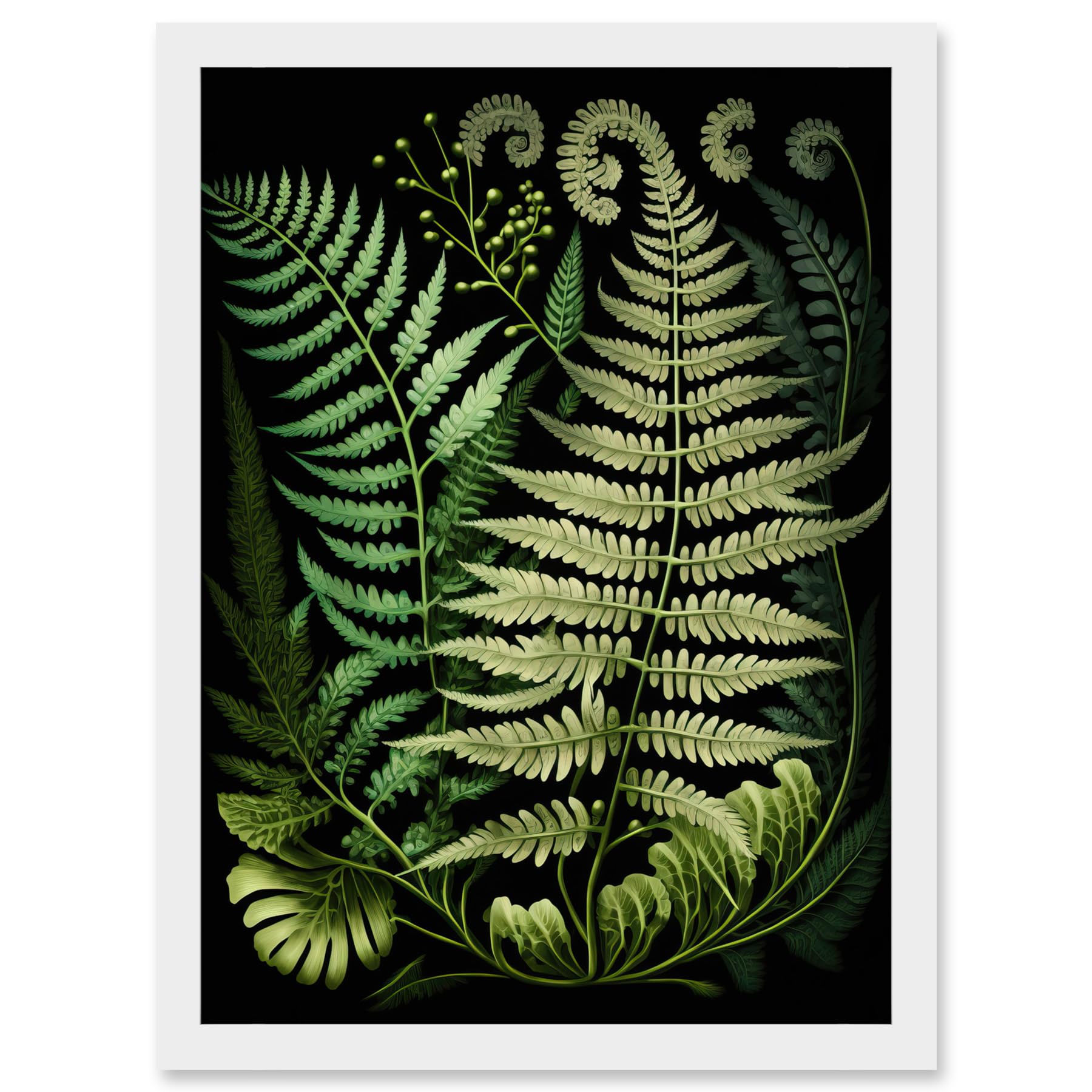 Artery8 Ernst Haeckel Style Fern Fronds Illustration Artwork Framed A3 Wall Art Print