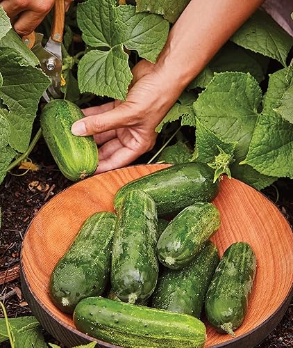 Burpee 'Supremo' Pickling Cucumber Seeds, 30 Non-GMO seeds, Container Friendly - Supremo - 30 Seeds - Seeds