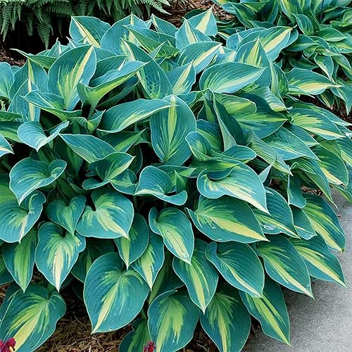 Miniatura 6 de QAUZUY GARDEN 5 semillas de lirio de plátano Hosta azul y dorado, hojas vistosas, plantas perennes de reliquia de primera calidad, planta llamativa