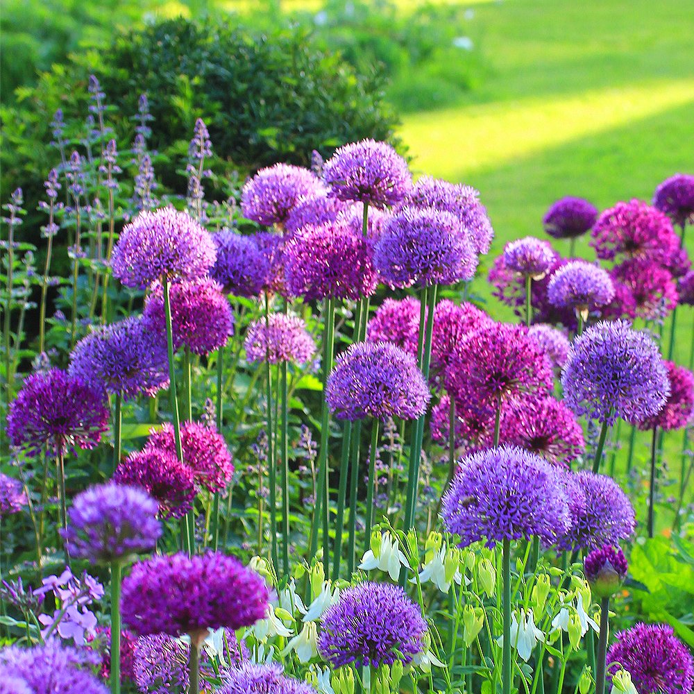 Mélange de variétés Allium Coronaria Plantes fleuries à bulbes Intérieur extérieur printemps