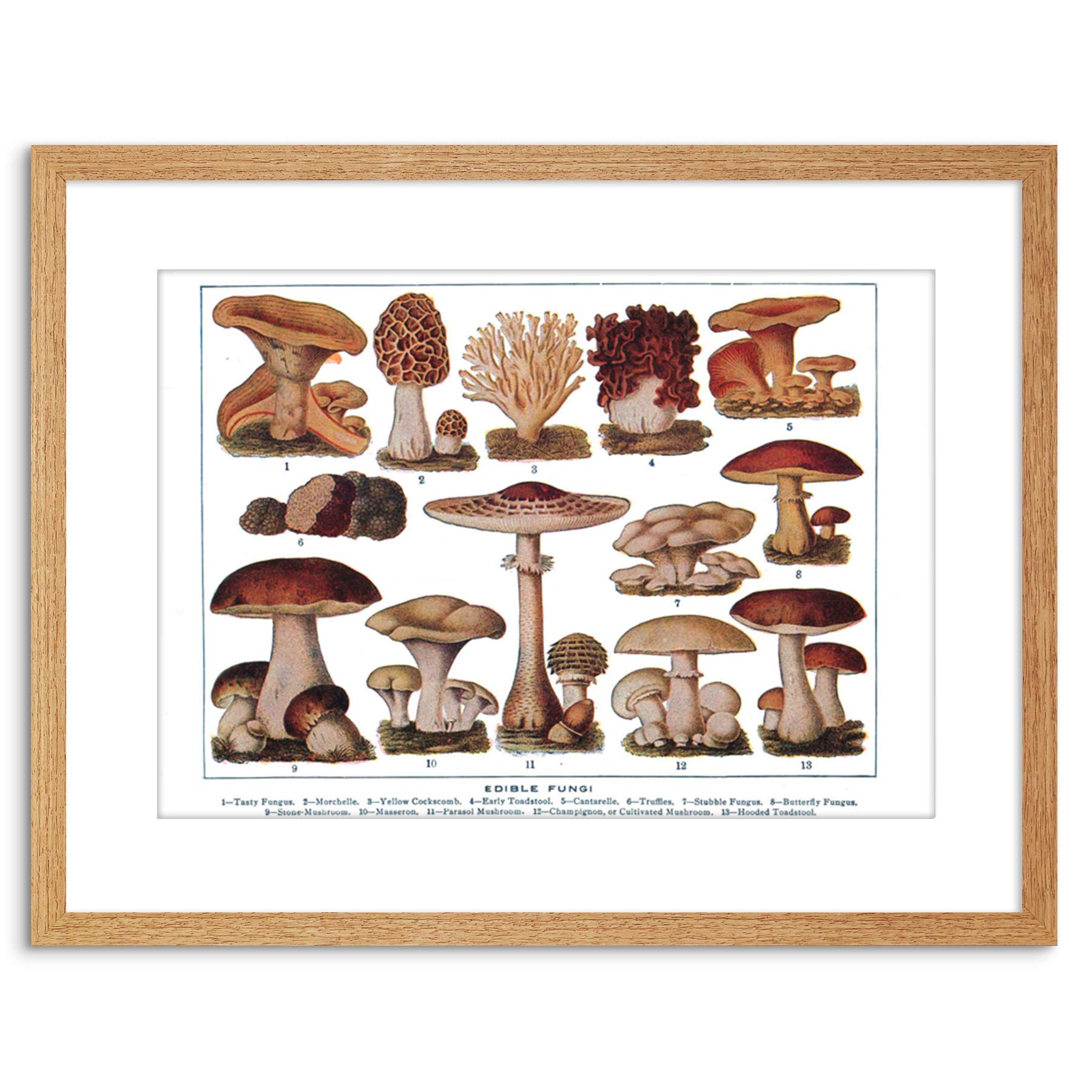 Wee Blue Coo Edible Fungi Mushrooms Scientific Plant Cm Framed Wall Art Print