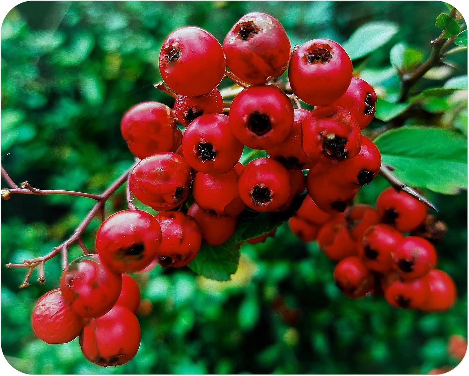 Scarlet Firethorn - Pyracantha coccinea - Live Shrub Plant - Red Berry White Flower - Emerald Goddess Gardens - Starter Sz 4 Inch Pot