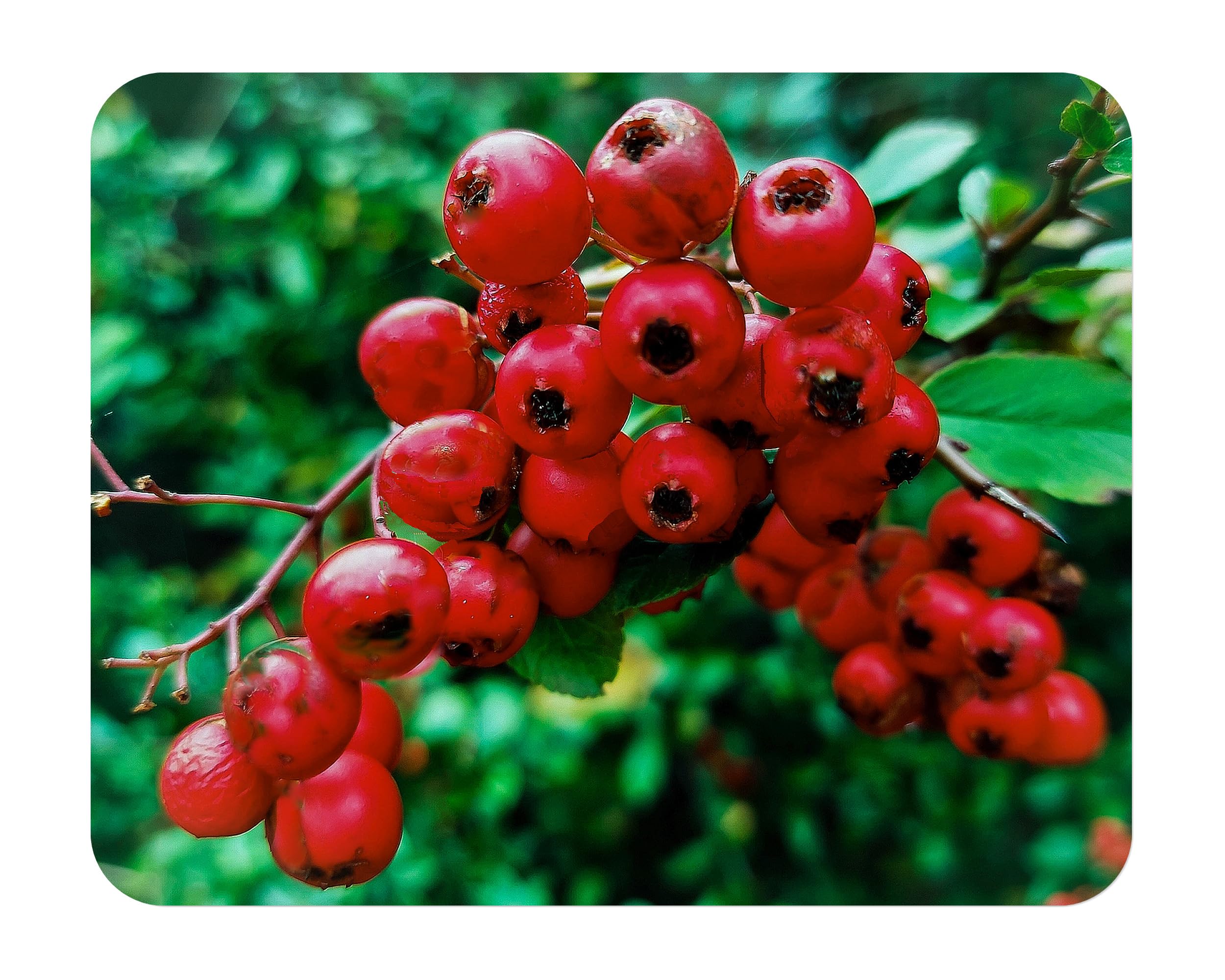 Scarlet Firethorn Pyracantha
