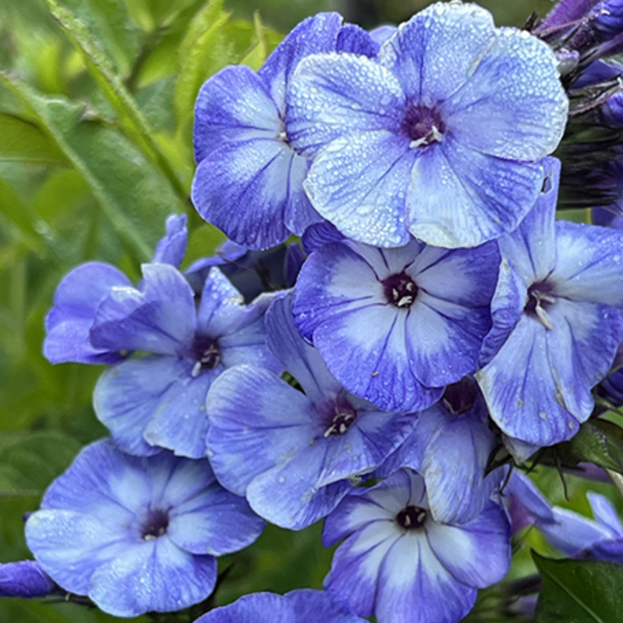 Amazon.com : 1000+ Phlox Seeds for Planting - Phlox Popstars Seeds