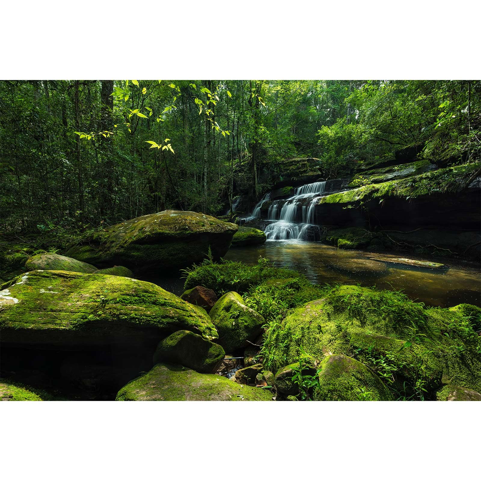 Forest Waterfall Aquarium Background Jungle Rainforest Stream Fish Tank Background Huge Rocks with Moss Trees Reptile Tank Backgrounds Jungle Forests Landscape Reptile Enclosure Backgrounds 60x24in