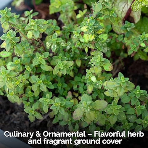 Miniatura 7 de KVITER 500 semillas de tomillo limón para plantar (Thymus Pulegioides) - Semillas de tomillo rastrero silvestre cubierta del suelo, flor herbácea