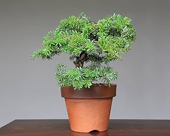 81dSaUYDvpL._AC_UF350,