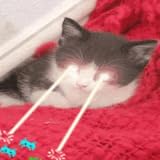 Purrrrrrfect Lazer Cat Live Wallpaper