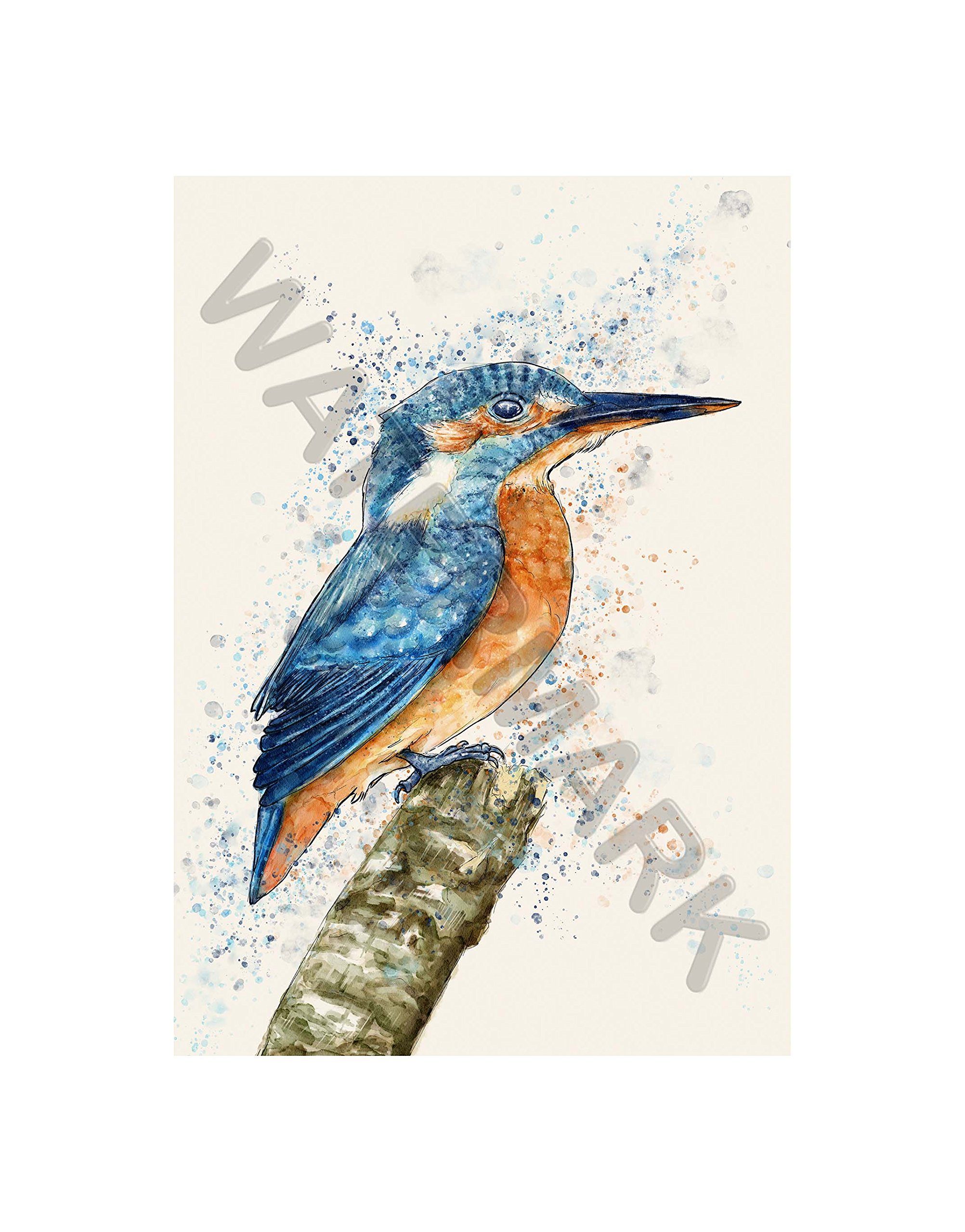 Wee Blue Coo Kingfisher Watercolour Wall Art Print