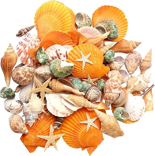 Maicodes Conchas de mar Conchas marinas mixtas de playa Conchas marinas naturales de varios tamaños de hasta 35 pulgadas para manualidades de