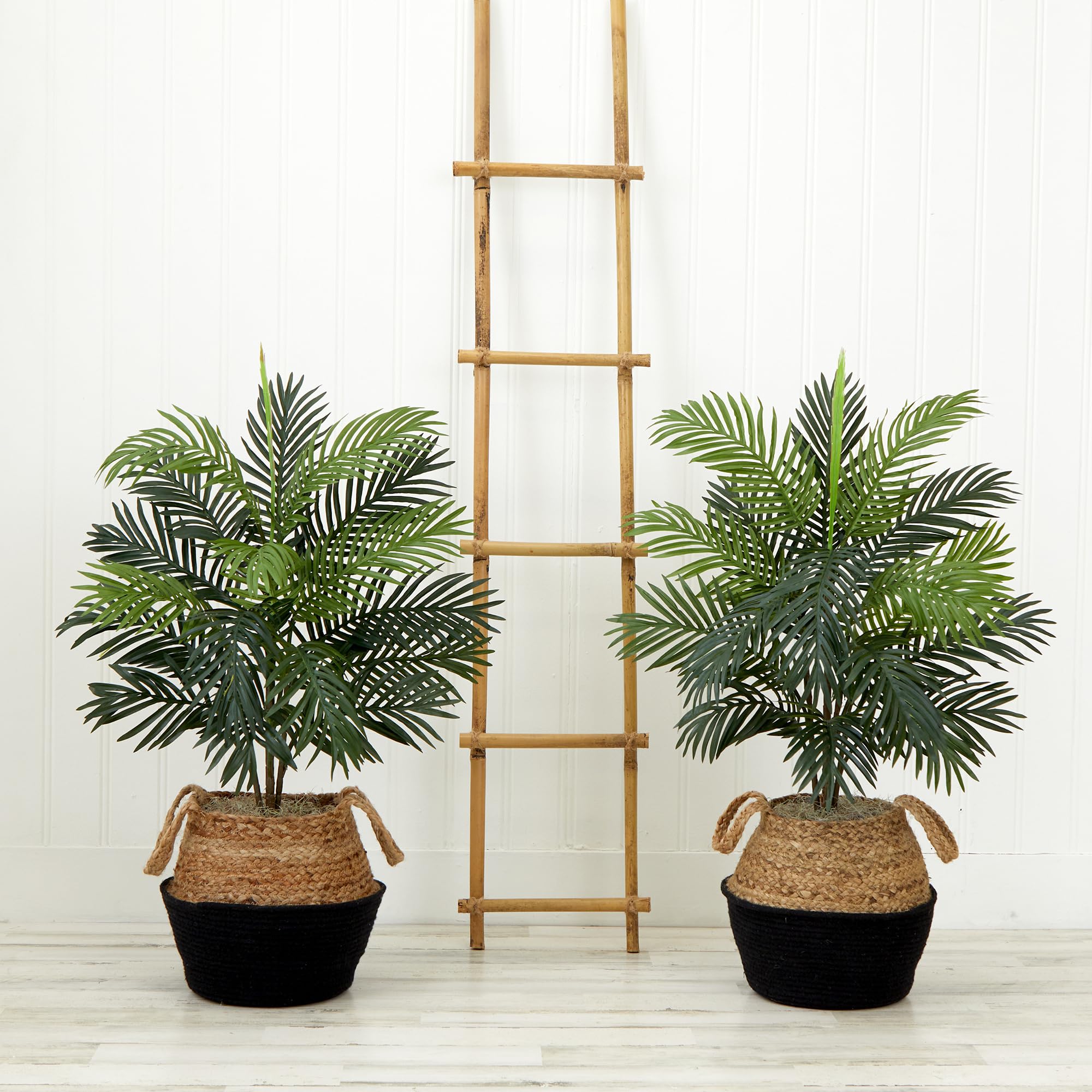 golden heart dracaena Buy Dracaena Golden Heart Sydney | Fragrans Indoor Plant main image 0