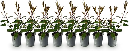 GreenboutiQ - Hedge Plants - Photinia Fraseri Red Robin - Red Green Foliage - 8 Plants - 1 m Linear - Evergreen - Pot 9 cm Height 30-35 cm