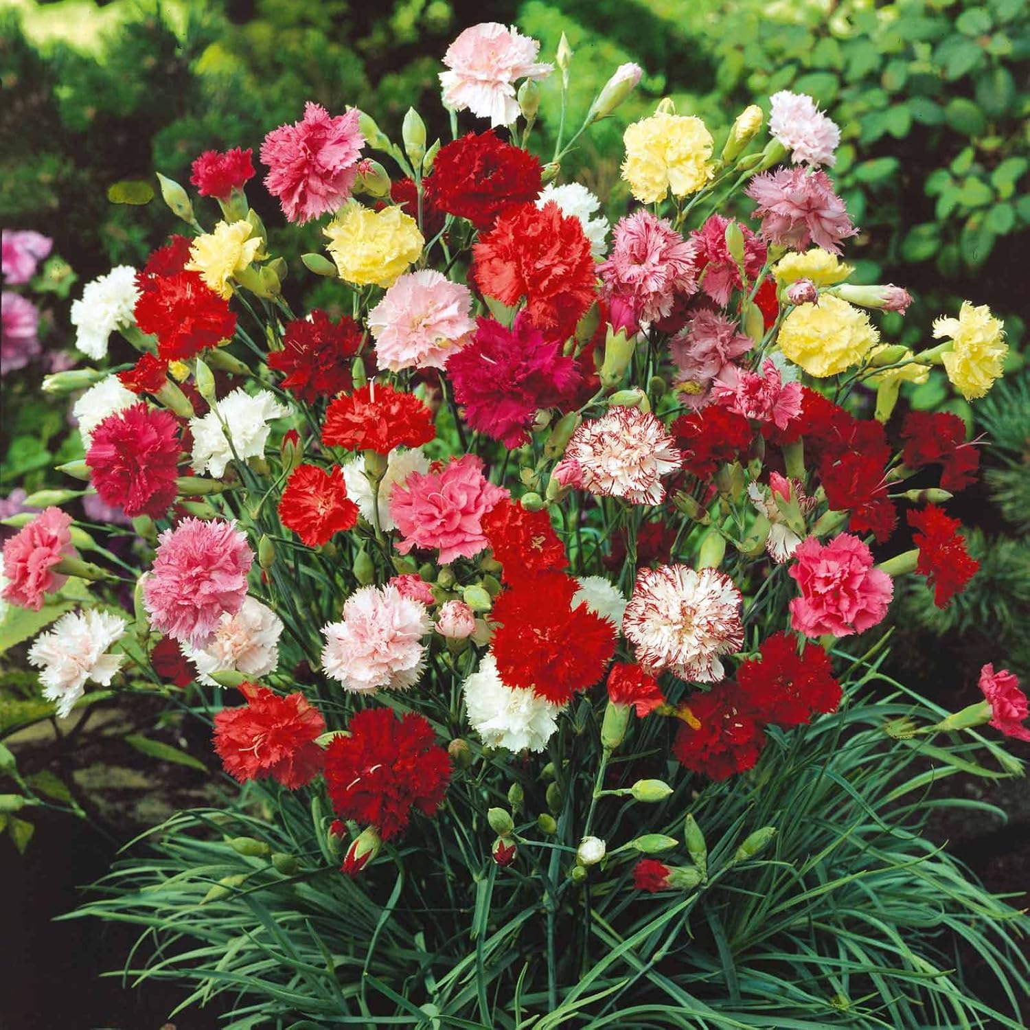 Eden Brothers Carnation Seeds - Grenadin Double Mix