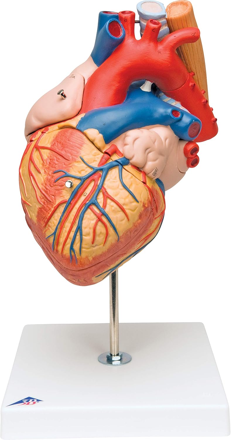 Amazon 食道や気管 大動脈付きの大きな心臓模型 心臓 2倍大 5分解モデル 食道 気管 大動脈付 3b Scientific 3b Scientific 人体模型 解剖モデル