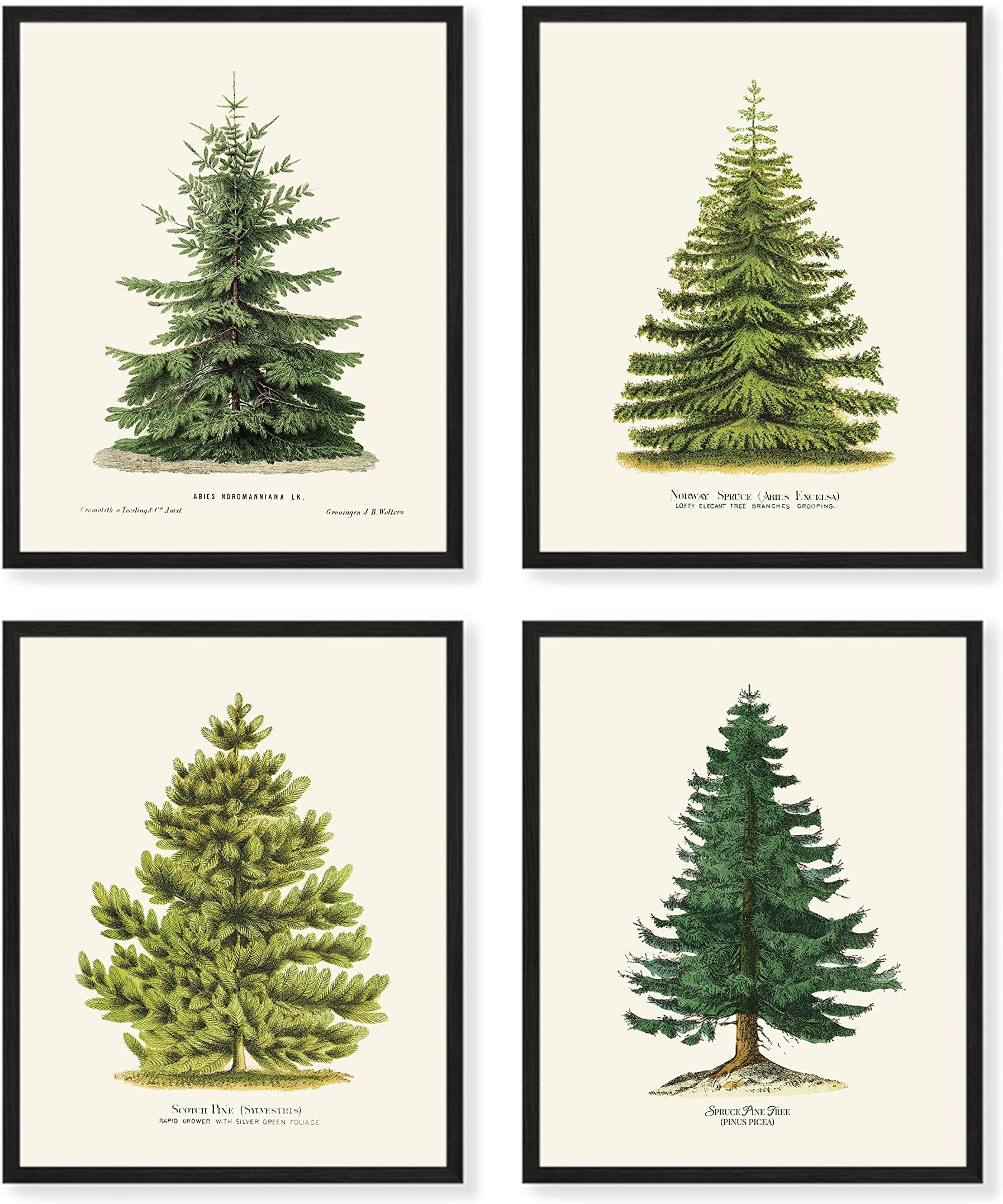 Goldie Days4 Pine Tree Prints, 8" x 10", Winter Decor, Vintage Botanical Fir Christmas Decorations Tree Prints [UNFRAMED]