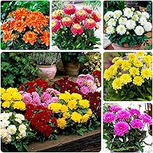 Dwarf Dahlia Bulb Collection - 5 Varieties of Dahlia Mix Bulbs from Holland - Real Large Dahlia Plants Mix with Flowers for Garden and Pots (No Seeds - Not Artificial and Cold Resistant)