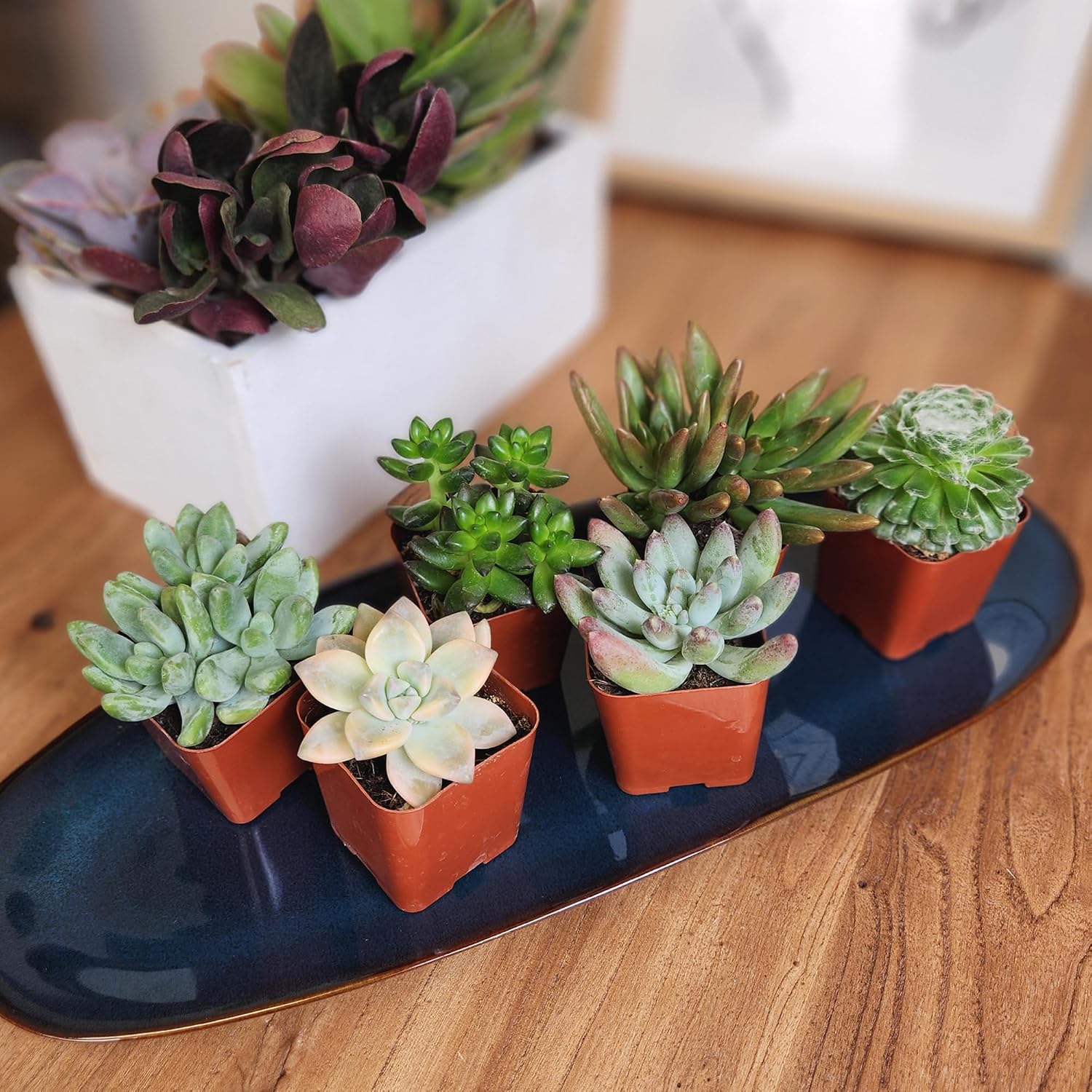Altman Live Succulents Plant, 6 Pack - Image 7