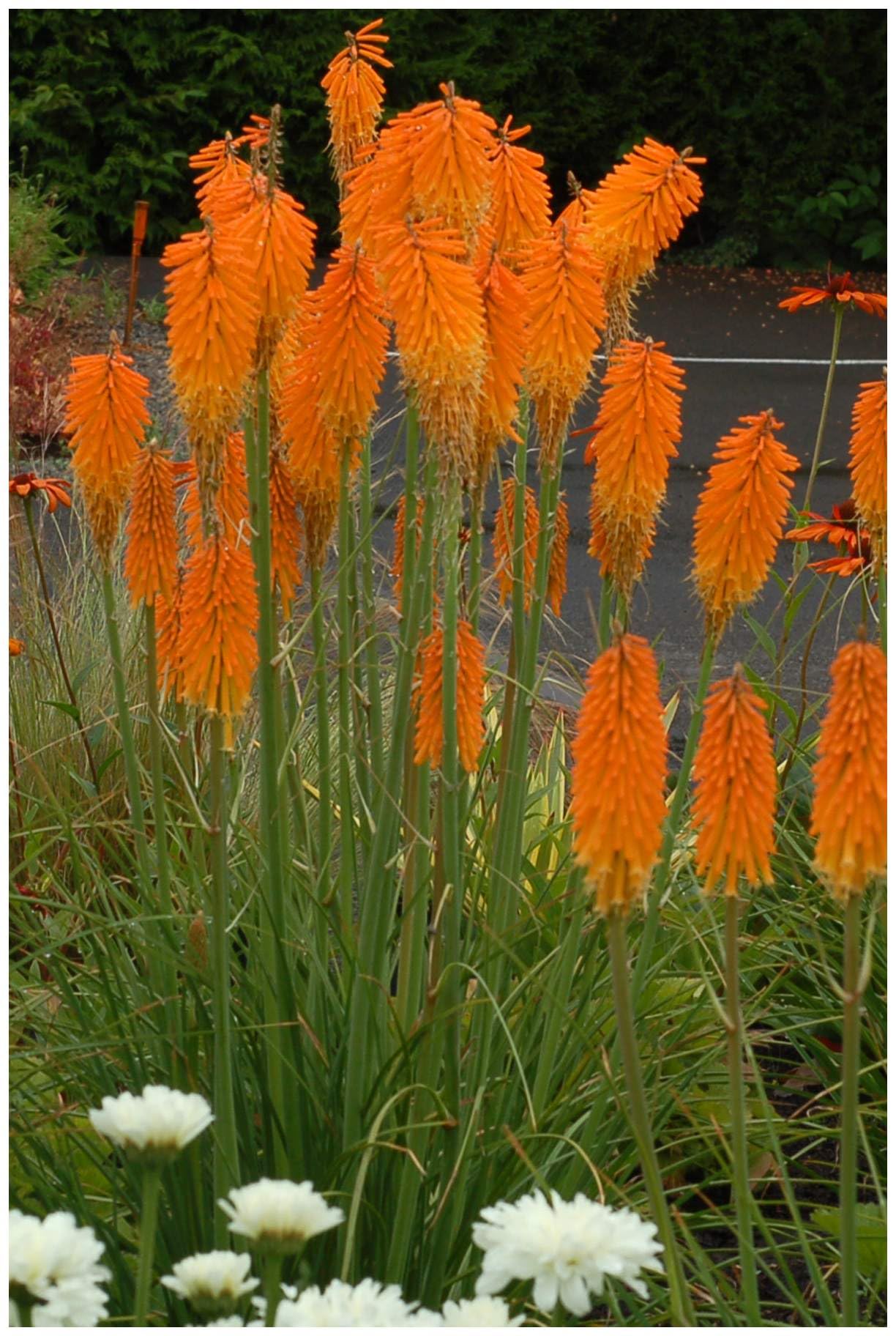 Stauden Gänge 5 x Kniphofia 'Mango Popsicle' Fackellilie Orange winterhart | Fackellilie – winterharte Staude & Dauerblüher für sonnige Beete, mehrjährig, bienenfreundlich, 1 L Topf (11x11 cm)
